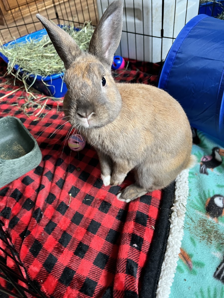 Leaps & Bounds Rabbit Rescue